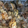 神奈川県のおすすめ牡蠣食べ放題のまとめ10選【生牡蠣や安いお店も】